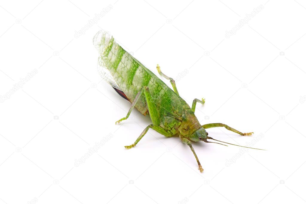 Long-horned grasshoppers are commonly called Katydids or Bush crickets. Isolated on white background.