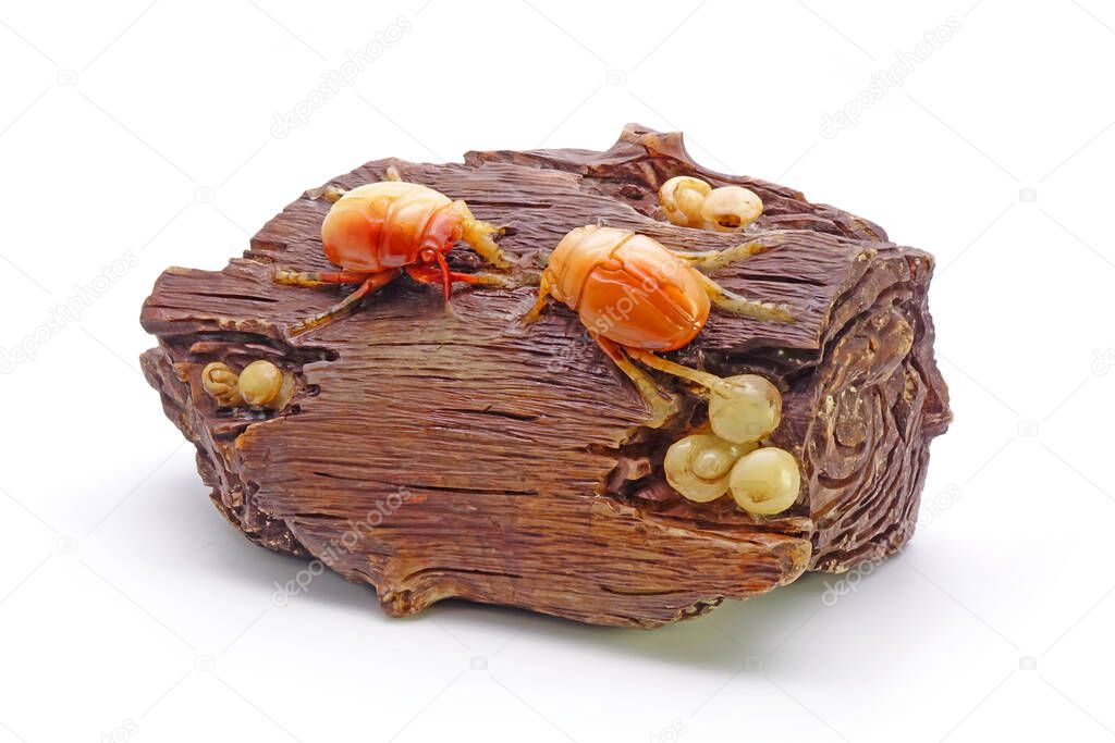 Soap stone carved : Beetles fighting on drift wood. Isolated on white background.