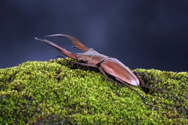 Geyik Böceği (Cyclommatus metallifer), Lucanidae familyasından bir böcektir. Parlak metalik vücutlu güzel bir böcek, en ünlü egzotik hayvanlardan biri. Seçici odak, bulanık arkaplan, kopyalama alanı