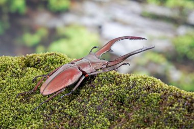 Geyik Böceği (Cyclommatus metallifer), Lucanidae familyasından bir böcektir. Parlak metalik vücutlu güzel bir böcek, en ünlü egzotik hayvanlardan biri. Seçici odak, bulanık arkaplan, kopyalama alanı