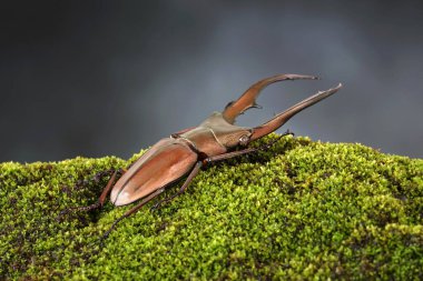 Geyik Böceği (Cyclommatus metallifer), Lucanidae familyasından bir böcektir. Parlak metalik vücutlu güzel bir böcek, en ünlü egzotik hayvanlardan biri. Seçici odak, bulanık arkaplan, kopyalama alanı