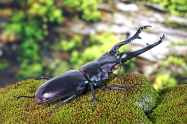 Zürafa Geyik Böceği (Prosopocoilus züraffa), uzun ve keskin çeneli dünyanın en büyük testere dişli böceği. Hindistan 'dan Endonezya' ya kadar Asya 'da yaşıyor. Korunuyor. Seçici odak