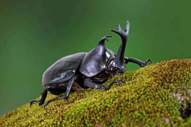 Japon gergedan böceği (Allomyrina dichotoma) veya Japon boynuz böceği (ya da Kabutomushi, Kabuto) Japonların Samuai miğferi ve Mushi de yazın böcek anlamına gelir. Egzotik hayvanlar. Seçici odak