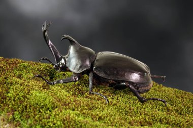 Japon gergedan böceği (Allomyrina dichotoma) veya Japon boynuz böceği (ya da Kabutomushi, Kabuto) Japonların Samuai miğferi ve Mushi de yazın böcek anlamına gelir. Egzotik hayvanlar. Seçici odak