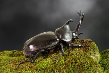 Japon gergedan böceği (Allomyrina dichotoma) veya Japon boynuz böceği (ya da Kabutomushi, Kabuto) Japonların Samuai miğferi ve Mushi de yazın böcek anlamına gelir. Egzotik hayvanlar. Seçici odak