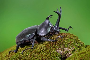 Japon gergedan böceği (Allomyrina dichotoma) veya Japon boynuz böceği (ya da Kabutomushi, Kabuto) Japonların Samuai miğferi ve Mushi de yazın böcek anlamına gelir. Egzotik hayvanlar. Seçici odak