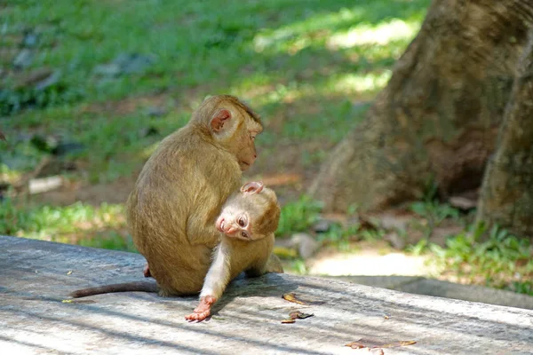 Madre Figlia Del Macaco Coda Maiale Meridionale Macaca Nemestrina Natura — Foto Stock