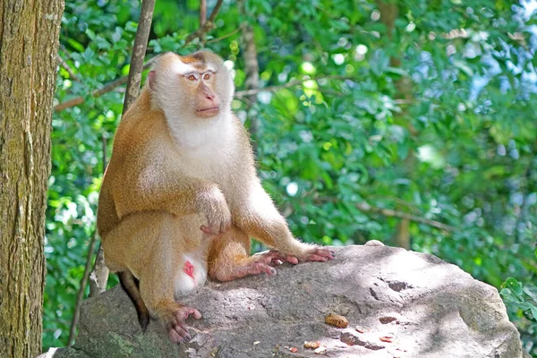 Macaco Cauda Porco Sul Macaca Nemestrina Natureza Floresta Tropical Phuket — Fotografia de Stock