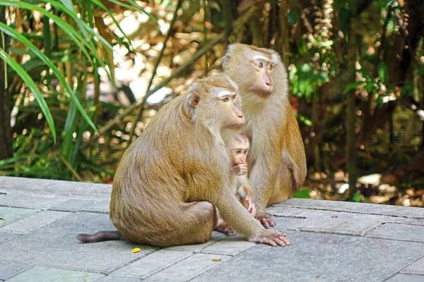 Maymunun Phuket Tayland Daki Tropikal Ormanın Doğasında Yer Alan Ördek — Stok fotoğraf