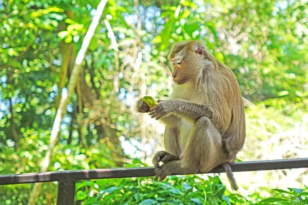 Southern Pig Tailed Macaque Macaca Nemestrina Nature Tropical Forest Phuket — Stock Photo, Image