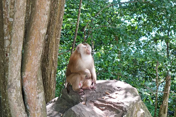 Der Südliche Schwanzmakaken Macaca Nemestrina Der Natur Tropischer Wälder Phuket — Stockfoto