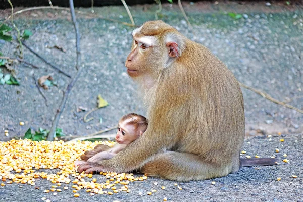 Mother and child of Southern pig-tailed macaque (Macaca nemestrina) in nature of tropical forest in Phuket Thailand. Baby monkey is in mother\'s arms. Selective focus, blurred background, copy space