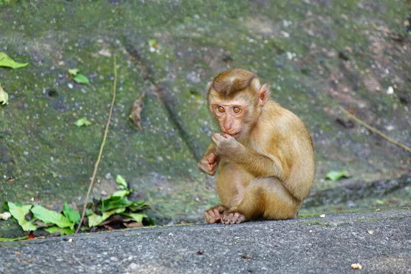 Phuket Tayland Daki Tropikal Ormanın Doğasında Yer Alan Güney Ördek — Stok fotoğraf