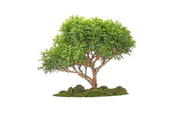 Stora Gröna Träd Isolerad Vit Bakgrund Tropisk Växt Grönt Träd — Stockfoto