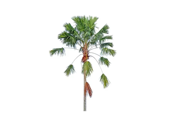 Palmera Tropical Aislada Sobre Fondo Blanco Planta Tropical Uso Árboles —  Fotos de Stock