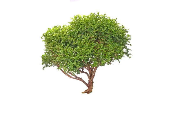 Velký Zelený Strom Izolovaný Bílém Pozadí Tropická Rostlina Použití Zelených — Stock fotografie