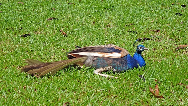 Pavão Azul Pavão Indiano Pavo Cristatus — Fotografia de Stock