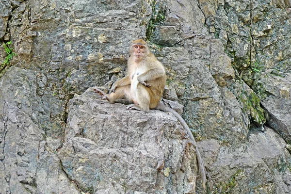 Macaques Longue Queue Macaques Mangeurs Crabes Macaca Fascicularis Sur Montagne — Photo