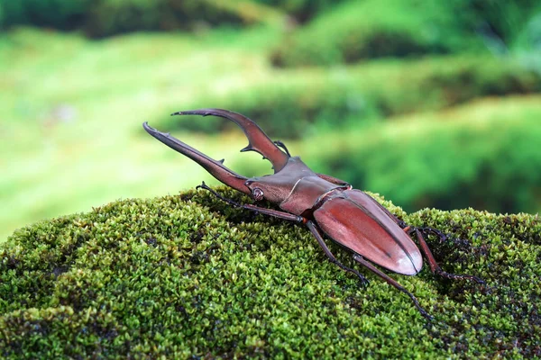 Cyclommatus Metallifer Género Coleópteros Adéfagos Perteneciente Familia Lucanidae Hermoso Escarabajo — Foto de Stock