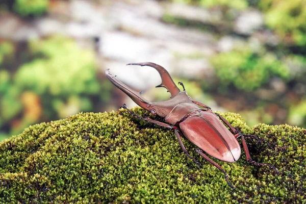 Geyik Böceği (Cyclommatus metallifer), Lucanidae familyasından bir böcektir. Parlak metalik vücutlu güzel bir böcek, en ünlü egzotik hayvanlardan biri. Seçici odak, bulanık arkaplan, kopyalama alanı