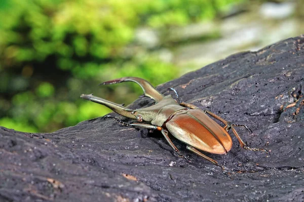 Cyclommatus Metallifer Género Insetos Coleópteros Polífagos Pertencente Família Lucanidae Belo — Fotografia de Stock