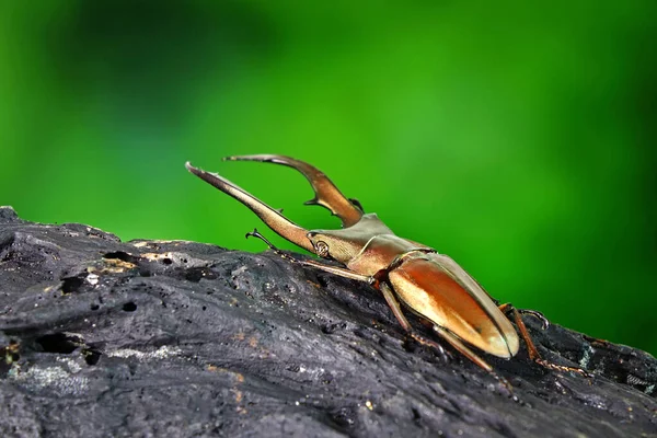 Cyclommatus Metallifer Género Coleópteros Adéfagos Perteneciente Familia Lucanidae Hermoso Escarabajo — Foto de Stock