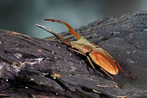 猪甲虫 Cyclommatus Metallifer 是金丝虫科的一个属 美丽的甲虫 金光闪闪的身体 最有名的异国情调宠物之一 有选择的焦点 模糊的背景 复制空间 — 图库照片