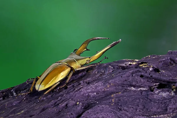 Szarvasbogár Cyclommatus Metallifer Lucanidae Családba Tartozik Gyönyörű Bogár Csillogó Fém — Stock Fotó