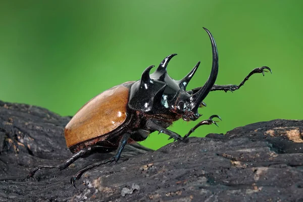 Besouro Rinoceronte Cinco Chifres Eupatorus Graciliconis Também Conhecido Como Besouros — Fotografia de Stock