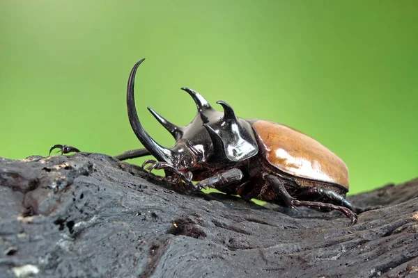 Five Horned Rhinoceros Beetle Eupatorus Graciliconis Also Known Hercules Beetles — Stock Photo, Image