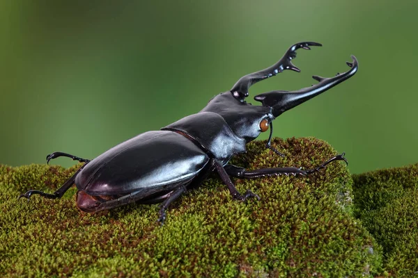 Escarabajo Ciervo Jirafa Prosopocoilus Jiraffa Mayor Escarabajo Dientes Sierra Con — Foto de Stock