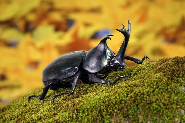 Japanese Rhinoceros Beetle Allomyrina Dichotoma Japanese Horn Beetle Kabutomushi Kabuto — Stock Photo, Image