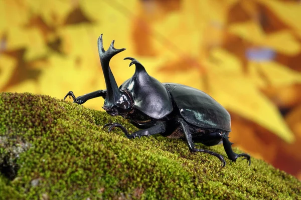 Japanese Rhinoceros Beetle Allomyrina Dichotoma Japanese Horn Beetle Kabutomushi Kabuto — Stock Photo, Image