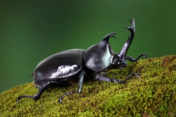 Besouro Rinoceronte Japonês Dicotoma Allomyrina Besouro Chifre Japonês Kabutomushi Kabuto — Fotografia de Stock