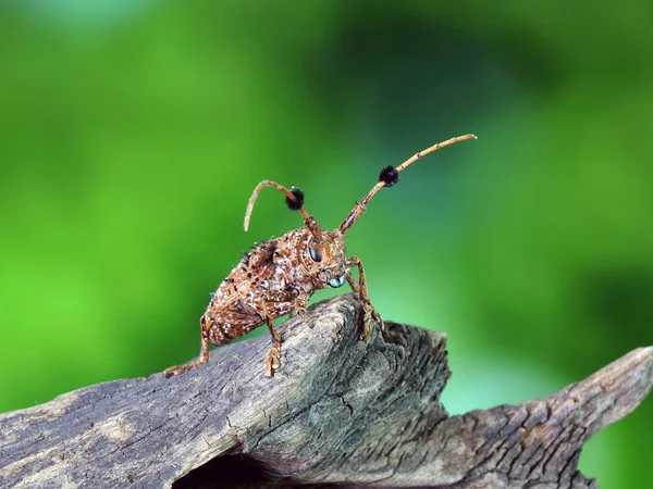 Der Flauschige Bommelmädchen Cheerleader Käfer Aristobia Freneyi Ist Eine Art — Stockfoto