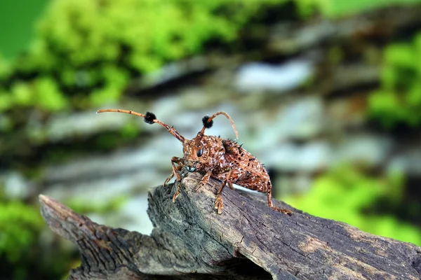 Der Flauschige Bommelmädchen Cheerleader Käfer Aristobia Freneyi Ist Eine Art — Stockfoto