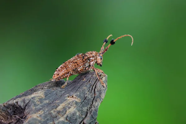 복슬복슬 치어리더 딱정벌레 Aristobia Freneyi Cerambycidae 일종이다 미얀마 라오스 타이완 — 스톡 사진