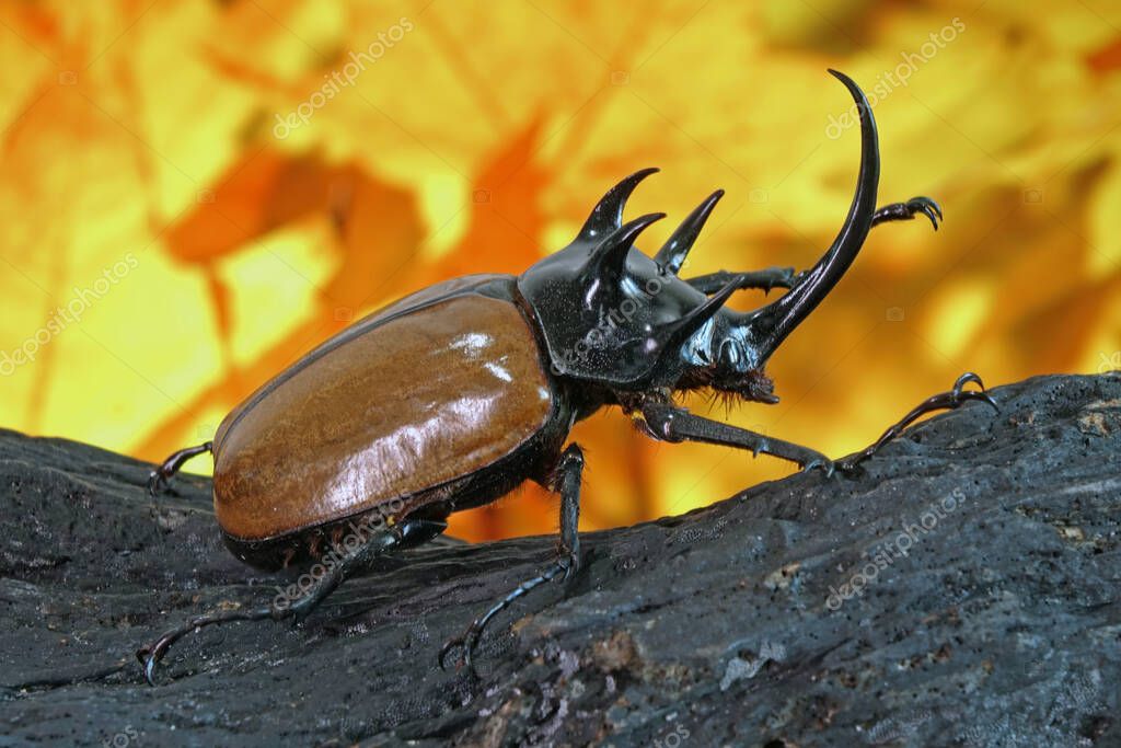 Escarabajos unicornio (Eupatorus graciliconis) también conocido como el