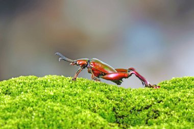 Büyük bacaklı ya da kurbağa bacaklı yaprak böceği (Sagra femorata). Tayland 'ın tropikal yağmur ormanlarında metalik renkli böcekler. Bulanık doğa arka planına sahip seçici odak, boşluğu kopyala