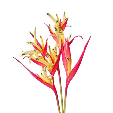 Papağan gagası (Heliconia psittacorum) papağan çiçeği, papağan çiçeği, papağan çiçeği veya sahte cennet kuşu olarak da bilinir. Genellikle tropik bir süs bitkisi olarak yetiştirilir. İzole edilmiş