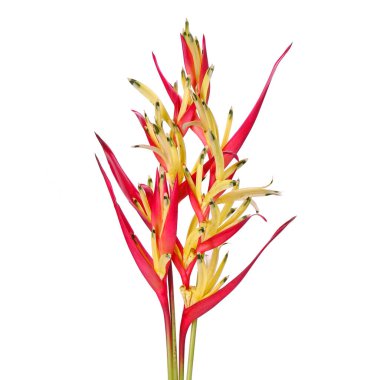 Papağan gagası (Heliconia psittacorum) papağan çiçeği, papağan çiçeği, papağan çiçeği veya sahte cennet kuşu olarak da bilinir. Genellikle tropik bir süs bitkisi olarak yetiştirilir. İzole edilmiş