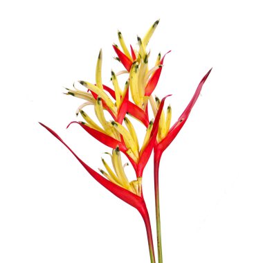 Papağan gagası (Heliconia psittacorum) papağan çiçeği, papağan çiçeği, papağan çiçeği veya sahte cennet kuşu olarak da bilinir. Genellikle tropik bir süs bitkisi olarak yetiştirilir. İzole edilmiş