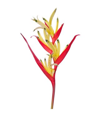 Papağan gagası (Heliconia psittacorum) papağan çiçeği, papağan çiçeği, papağan çiçeği veya sahte cennet kuşu olarak da bilinir. Genellikle tropik bir süs bitkisi olarak yetiştirilir. İzole edilmiş