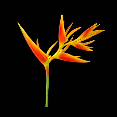 Süslü çiçekler: Heliconia (Heliconia x nickeriensis) Kesilen çiçekler için büyük bir sarmal, Heliconia marginalia ve H. psittacorum arasında bir melez. Siyah arkaplanda izole