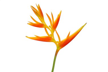 Süslü çiçekler: Heliconia (Heliconia x nickeriensis) Kesilen çiçekler için büyük bir sarmal, Heliconia marginalia ve H. psittacorum arasında bir melez. Beyaz arkaplanda izole