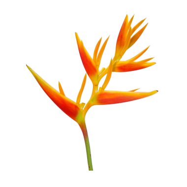 Süslü çiçekler: Heliconia (Heliconia x nickeriensis) Kesilen çiçekler için büyük bir sarmal, Heliconia marginalia ve H. psittacorum arasında bir melez. Beyaz arkaplanda izole