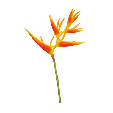 Süslü çiçekler: Heliconia (Heliconia x nickeriensis) Kesilen çiçekler için büyük bir sarmal, Heliconia marginalia ve H. psittacorum arasında bir melez. Beyaz arkaplanda izole