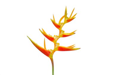 Süslü çiçekler: Heliconia (Heliconia x nickeriensis) Kesilen çiçekler için büyük bir sarmal, Heliconia marginalia ve H. psittacorum arasında bir melez. Beyaz arkaplanda izole