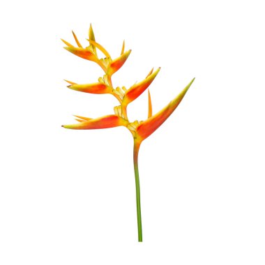 Süslü çiçekler: Heliconia (Heliconia x nickeriensis) Kesilen çiçekler için büyük bir sarmal, Heliconia marginalia ve H. psittacorum arasında bir melez. Beyaz arkaplanda izole