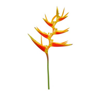 Süslü çiçekler: Heliconia (Heliconia x nickeriensis) Kesilen çiçekler için büyük bir sarmal, Heliconia marginalia ve H. psittacorum arasında bir melez. Beyaz arkaplanda izole